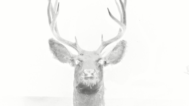 Video Reference: deer, black and white, antler, wildlife, mammal, fauna, horn, monochrome photography, reindeer, drawing
