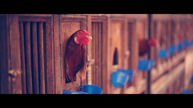 Video Reference: Chicken, Bird, Red, Rooster, Fowl, Poultry, Beak, Galliformes, Livestock, Comb