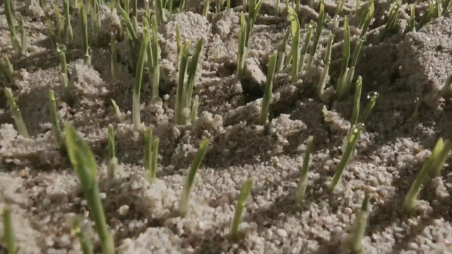 Video Reference: Plant, Flower, Grass, Grass, Soil, Subshrub, Plant stem, Flowering plant, Wildflower, Vascular plant