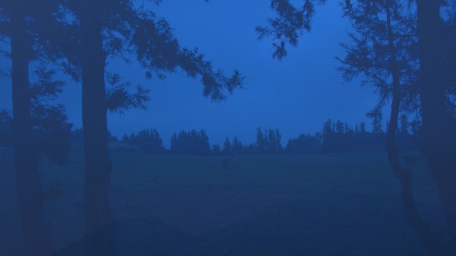 Video Reference: blue, sky, atmosphere, ecosystem, tree, mist, morning, forest, fog, biome