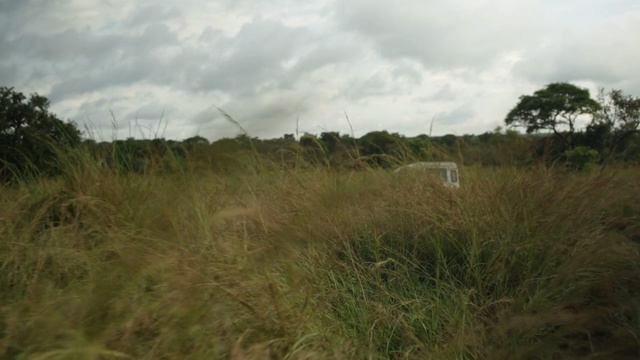 Video Reference: ecosystem, grassland, vegetation, nature reserve, grass, sky, shrubland, prairie, land lot, savanna