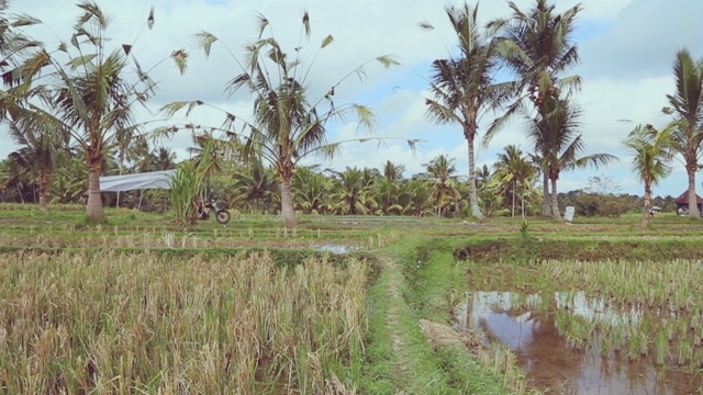 Video Reference: Natural environment, Natural landscape, Tree, Freshwater marsh, Nature reserve, Grass, Wetland, Grass, Plant, Marsh, Person