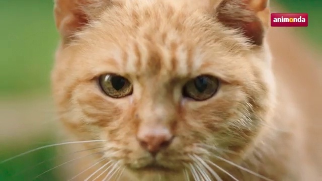 Video Reference: Cat, Mammal, Vertebrate, Whiskers, Felidae, Small to medium-sized cats, Snout, Close-up, Carnivore, Head