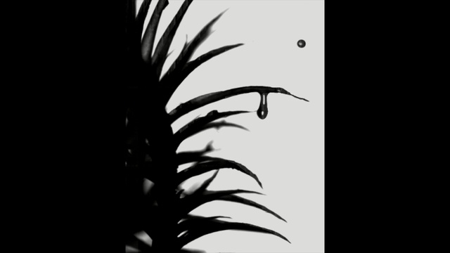 Video Reference: White, Black, Monochrome photography, Black-and-white, Nature, Photograph, Leaf, Tree, Monochrome, Vegetation