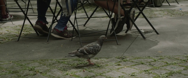 Video Reference: Vertebrate, Bird, Beak, Pigeons and doves, Zoo, Galliformes, Wildlife, Stock dove, Duck