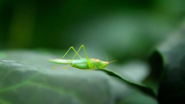 Video Reference: Green, Insect, Grasshopper, Leaf, Macro photography, Locust, Close-up, Cricket-like insect, Mantis, Cricket