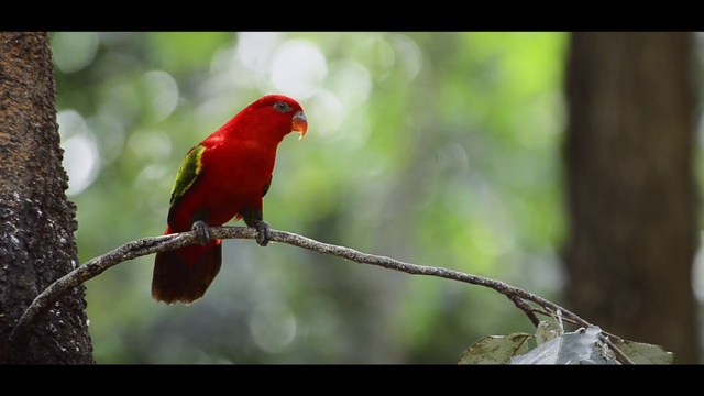 Video Reference: Bird, Beak, Parrot, lorikeet, Adaptation, Wildlife, Organism, Branch, Perching bird, Plant