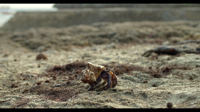 Video Reference: Soil, Terrestrial animal, Wildlife, Adaptation, Decapoda, Photography, Hermit crab, Crustacean, Crab, Outdoor, Sitting, Beach, Food, Small, Piece, Fruit, Field, Brown, Open, Laying, Sand, Desert, Covered, Dirt, Wooden, Black, Standing, Bed, Table, Old, Bird, White, Ocean, Plate, Ground, Animal, Invertebrate, Insect