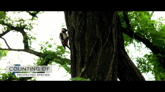 Video Reference: Tree, Nature, Natural environment, Branch, Woody plant, Vegetation, Trunk, Plant, Jungle, Forest