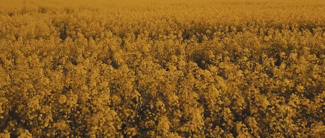 Video Reference: Field, Rapeseed, Yellow, Plant, Tree, Crop, Mustard plant, Cash crop, Brassica, Flower