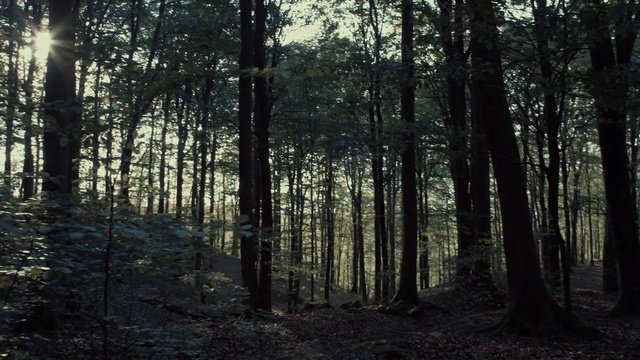 Video Reference: Tree, Forest, Woodland, Nature, Natural environment, Natural landscape, Tropical and subtropical coniferous forests, Spruce-fir forest, Old-growth forest, Northern hardwood forest