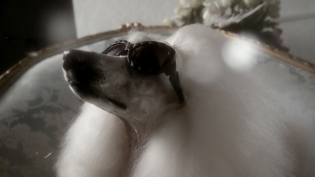 Video Reference: dog breed, dog breed group, dog, nose, dog like mammal, snout, whiskers, fur, puppy, ear