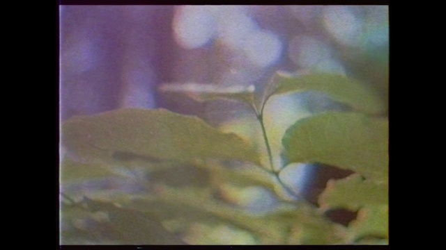 Video Reference: Leaf, Nature, Green, Organism, Snapshot, Plant, Macro photography, Water, Still life photography, Flower