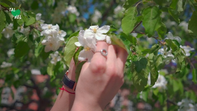 Video Reference: Flower, Plant, Hand, Spring, Flowering plant, Rosa wichuraiana, Rose, Petal, Finger, Nail