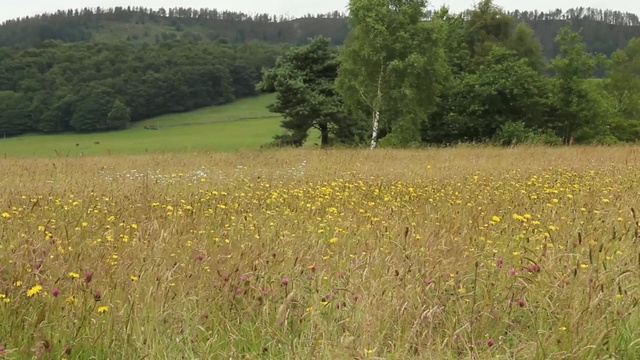 Video Reference: grassland, ecosystem, meadow, vegetation, prairie, wildflower, field, nature reserve, pasture, grass