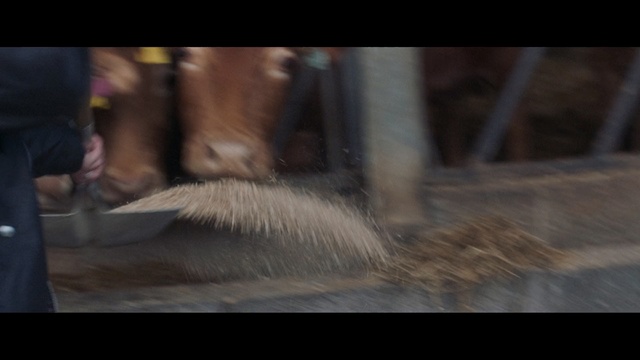 Video Reference: mammal, vertebrate, snout, mane