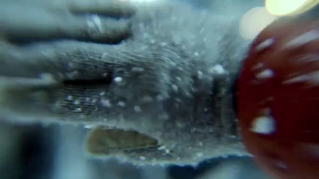 Video Reference: Water, Close-up, Mouth, Snout, Organism, Photography, Hand, Jaw, Macro photography, Cake, Glass, Sitting, Table, Close, Food, Blurry, Aquarium, Snow, Reef