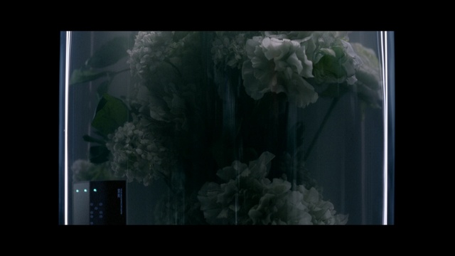 Video Reference: Nature, Plant, Organism, Flower, Leaf, Art, Freshwater aquarium, Floral design, Marine biology, Underwater