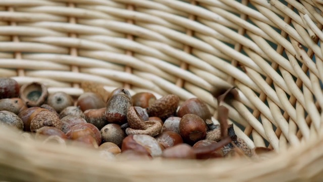 Video Reference: Plant, Food, Cockle