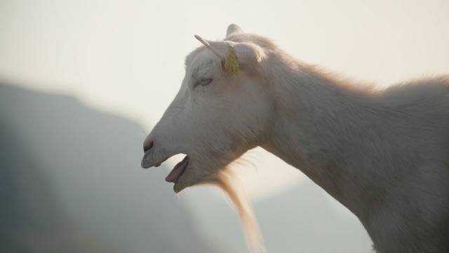 Video Reference: fauna, snout, wildlife, mane, goats, neck, mustang horse, livestock