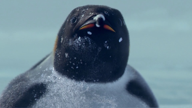 Video Reference: Bird, Penguin, Beak, Water, Flightless bird, Gentoo penguin, King penguin, Marine mammal