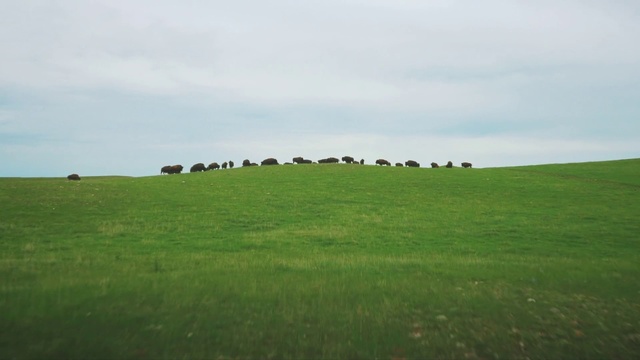 Video Reference: Grassland, Pasture, Green, Natural environment, Grass, Meadow, Plain, Field, Land lot, Prairie