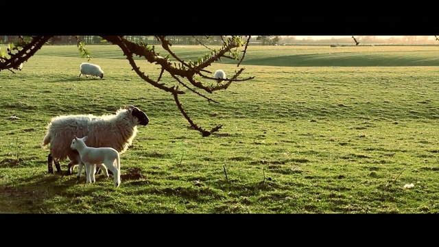 Video Reference: grassland, pasture, grass, grazing, fauna, sheep, sheep, field, herd, wildlife