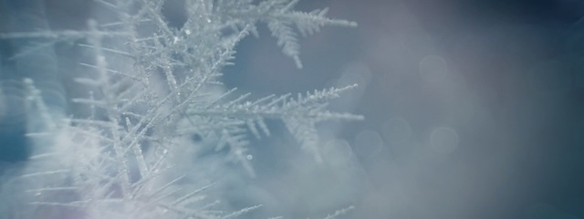 Video Reference: Frost, Freezing, Atmospheric phenomenon, Winter, Ice, Plant, Macro photography