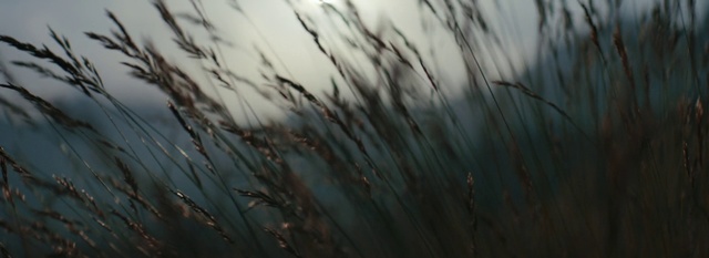 Video Reference: Water, Grass family, Close-up, Grass, Plant, Phragmites