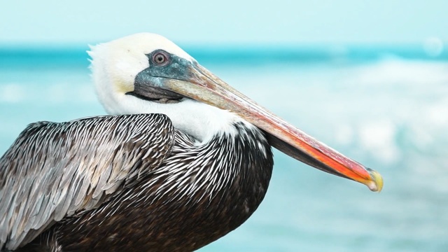 Video Reference: Bird, Pelican, Vertebrate, Beak, Brown Pelican, White Pelican, Pelecaniformes, Seabird, Close-up, Ciconiiformes