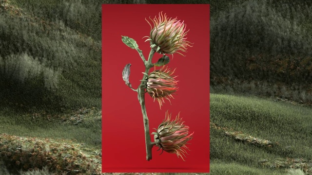 Video Reference: Plant, Flower, Grass, Grass family, Botany, Adaptation, Burdock, Flowering plant, lesser burdock, Wildflower