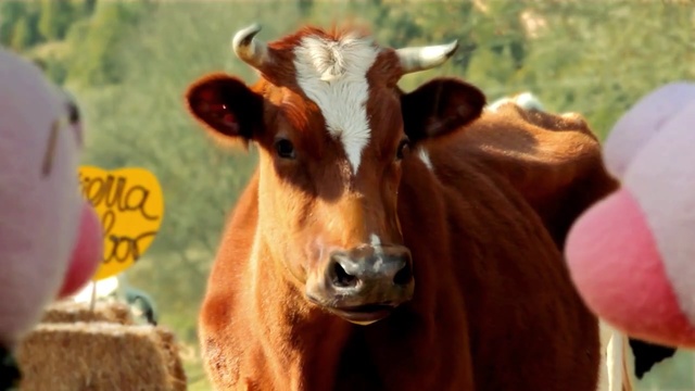 Video Reference: cattle like mammal, dairy cow, cow goat family, snout, livestock, ox, calf, horn, Person