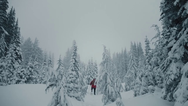 Video Reference: Snow, Winter, Tree, Geological phenomenon, Freezing, Atmospheric phenomenon, Frost, Blizzard, Winter storm, Sky
