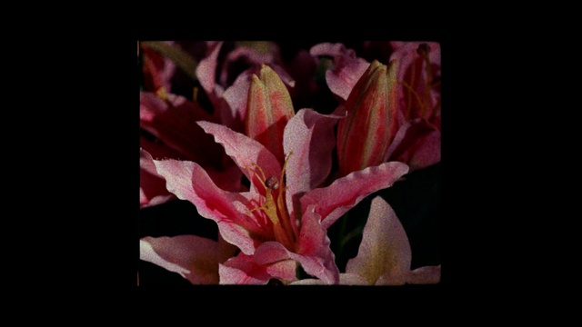 Video Reference: flower, flora, plant, flowering plant, petal, lily, canna family, spring, canna lily, plant stem