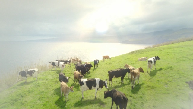 Video Reference: grassland, pasture, cattle like mammal, herd, grazing, dairy cow, grass, highland, rural area, livestock, Person