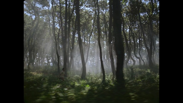 Video Reference: Tree, Forest, Nature, Natural environment, Woodland, Atmospheric phenomenon, Old-growth forest, Biome, Natural landscape, Tropical and subtropical coniferous forests