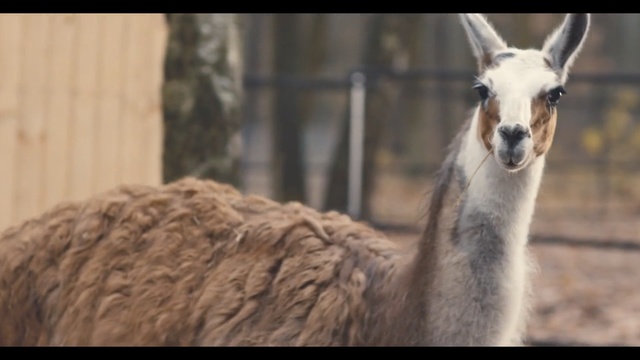 Video Reference: Mammal, Vertebrate, Llama, Guanaco, Alpaca, Vicuña, Terrestrial animal, Camelid, Wildlife, Adaptation, Person