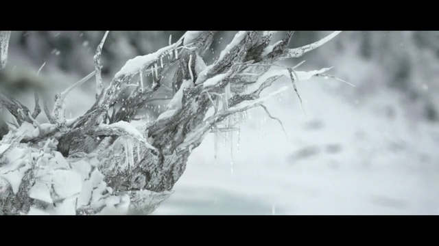 Video Reference: black and white, frost, freezing, monochrome photography, snow, branch, winter, tree, geological phenomenon, photography