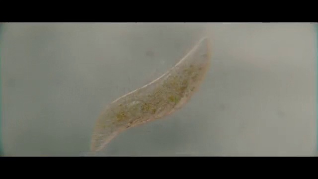 Video Reference: Organism, Macro photography