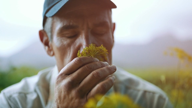 Video Reference: yellow, flower, hand, sunlight, spring, grass, grass family, commodity