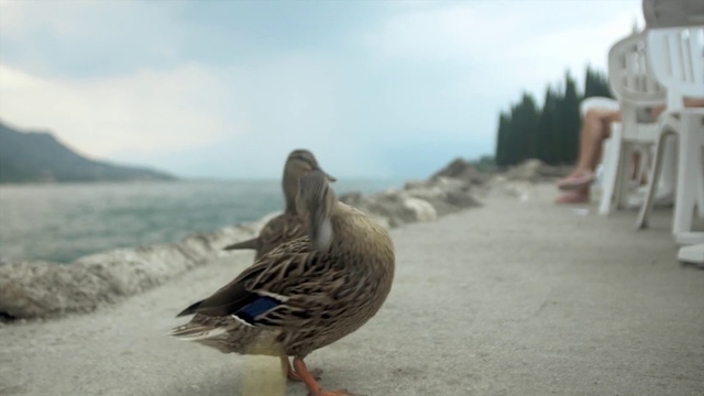 Video Reference: Bird, Duck, Beak, Water bird, Ducks, geese and swans, Waterfowl, Mallard, Adaptation, Organism, Goose