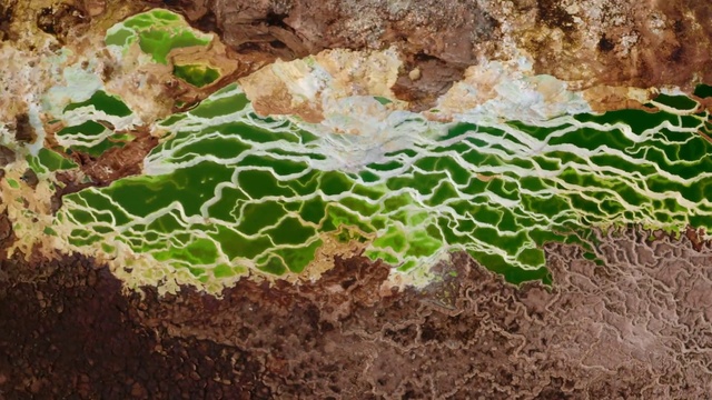Video Reference: Rock, Soil, Plant, Leaf, Organism, Geology, Terrestrial plant, Adaptation, Non-vascular land plant, Moss