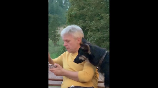 Video Reference: Mammal, Dog, Canidae, Dog breed, German shepherd dog, Carnivore, Sitting, Sporting Group, Muscle, Police dog