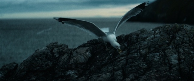 Video Reference: Bird, Seabird, Albatross, Sky, Wing, Sea, Gull, Gannet, Wildlife, Charadriiformes