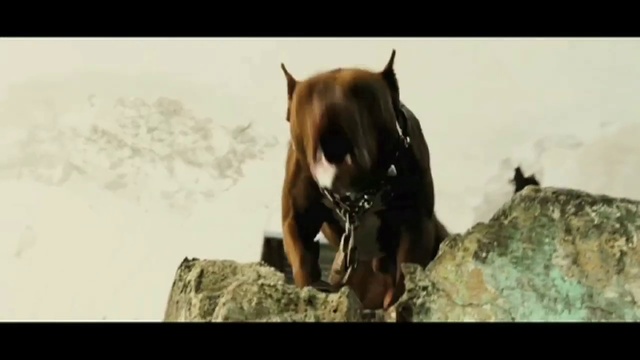 Video Reference: Mammal, Vertebrate, Dog breed, Canidae, Dog, Carnivore, American pit bull terrier, Snout, Non-Sporting Group, Guard dog