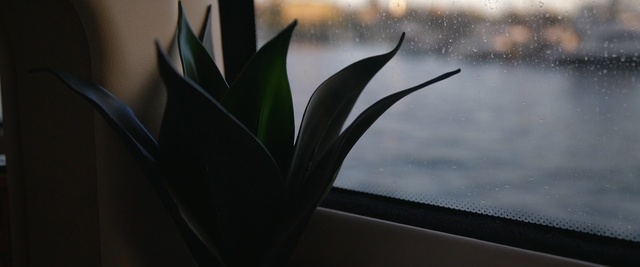 Video Reference: plant, leaf, flora, water, reflection, flower, computer wallpaper, darkness, still life photography, macro photography