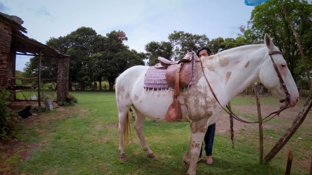 Video Reference: Horse, Mammal, Vertebrate, Mane, Mare, Pack animal, Stallion, Snout, Rural area, Mustang horse, Person