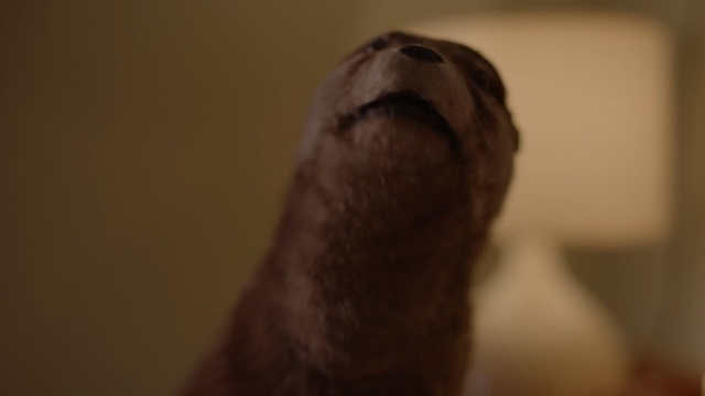 Video Reference: nose, facial hair, snout, fauna, close up, eye, fur, whiskers, mouth, organ