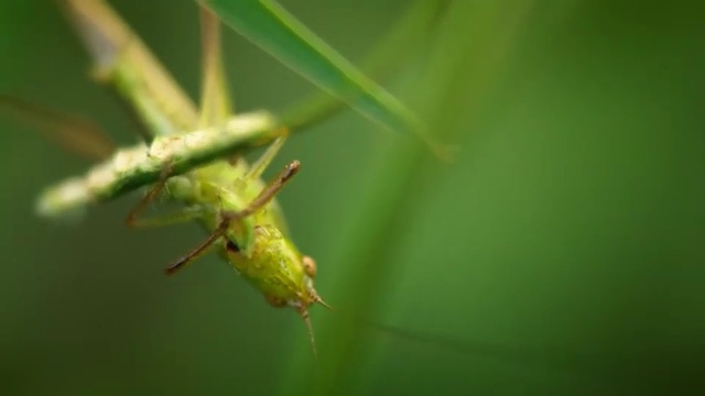 Video Reference: Insect, Green, Macro photography, Leaf, Grasshopper, Invertebrate, Cricket-like insect, Close-up, Pest, Cricket