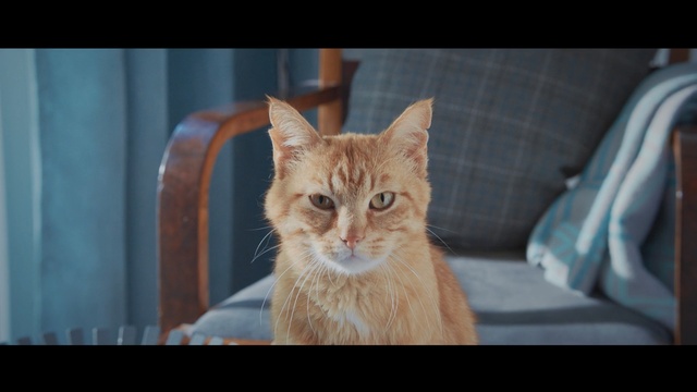 Video Reference: Cat, Mammal, Vertebrate, Whiskers, Small to medium-sized cats, Felidae, Tabby cat, Carnivore, Snapshot, Eye, Person